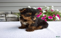 Yorkshire Terrier dogs for sale: Reese - Image 5