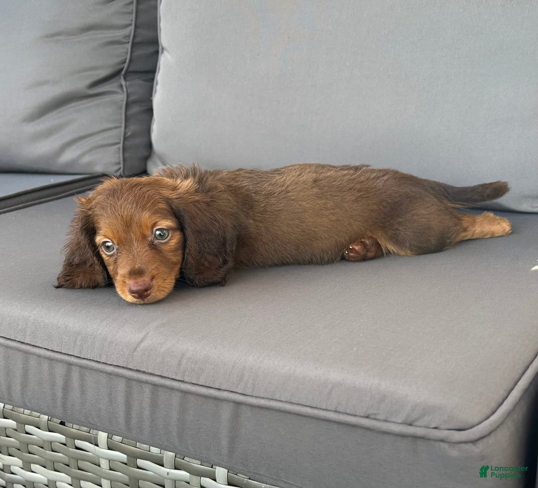 Miniature Dachshund dogs for sale: Rusty - Image 3