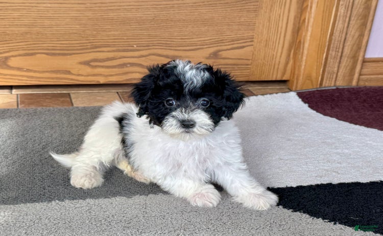 Havapoo dogs for sale - Ad 3