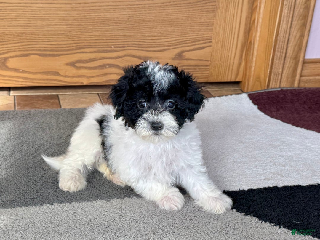 Havapoo dogs for sale: Norm - Image 1