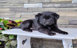 Labrador Retriever dogs for sale: Shag - Image 4