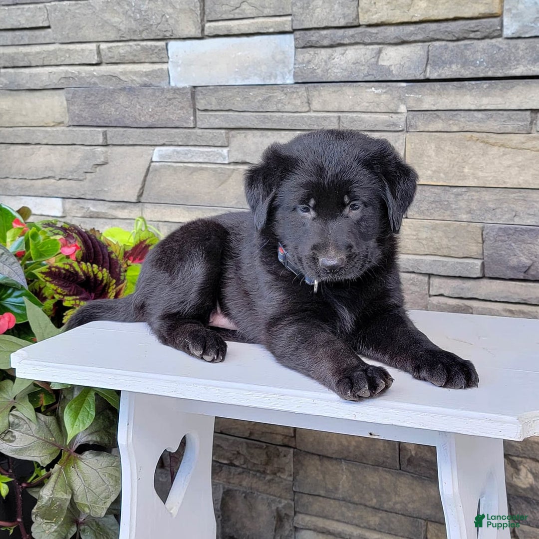 Labrador Retriever dogs for sale: Shag - Image 4