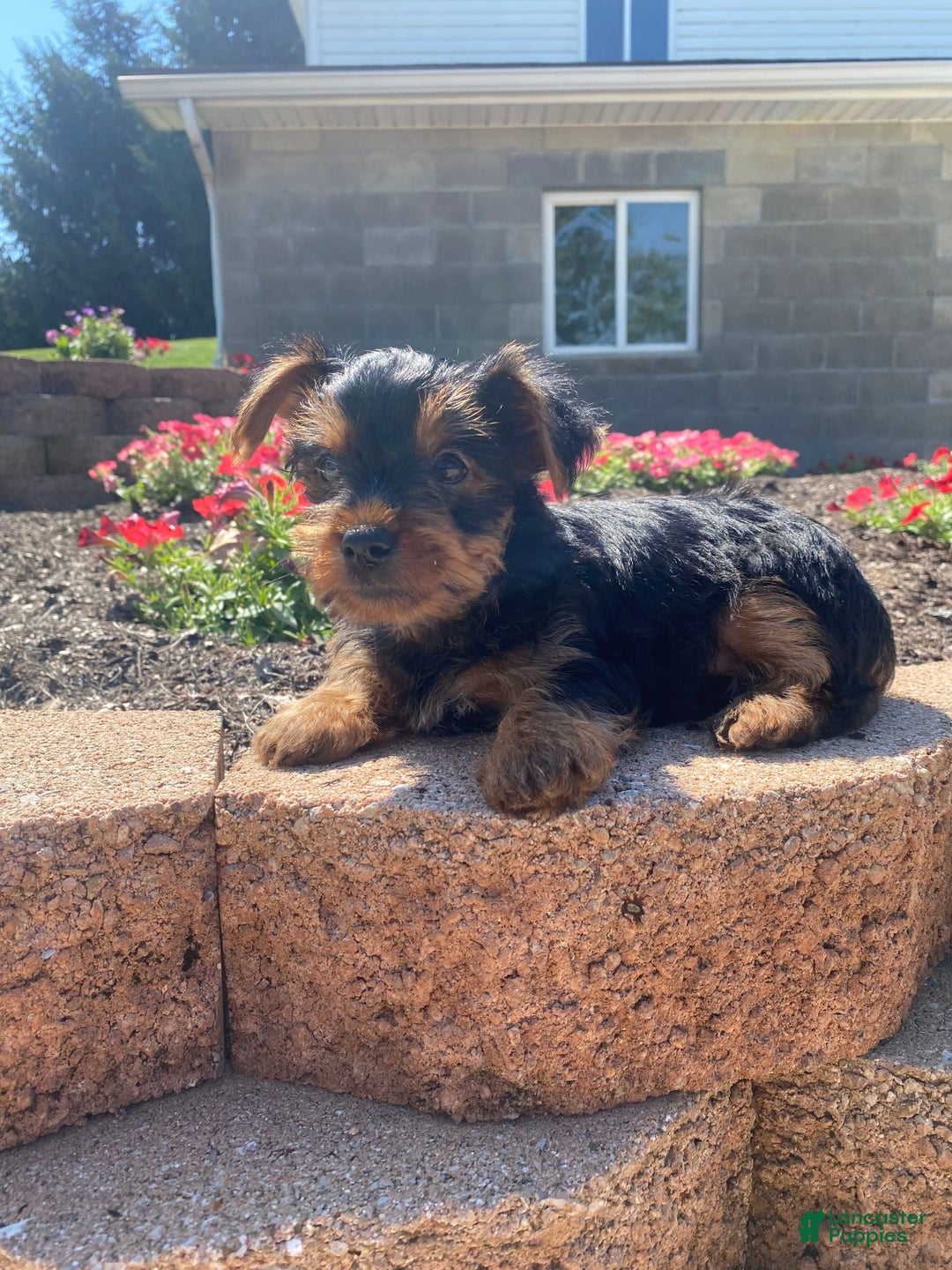 Yorkshire Terrier dogs for sale: Austin - Image 7