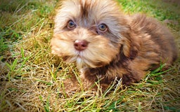 Havapoo dogs for sale: Josie - Image 3