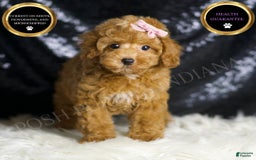 Toy Poodle dogs for sale: Patience - Image 1