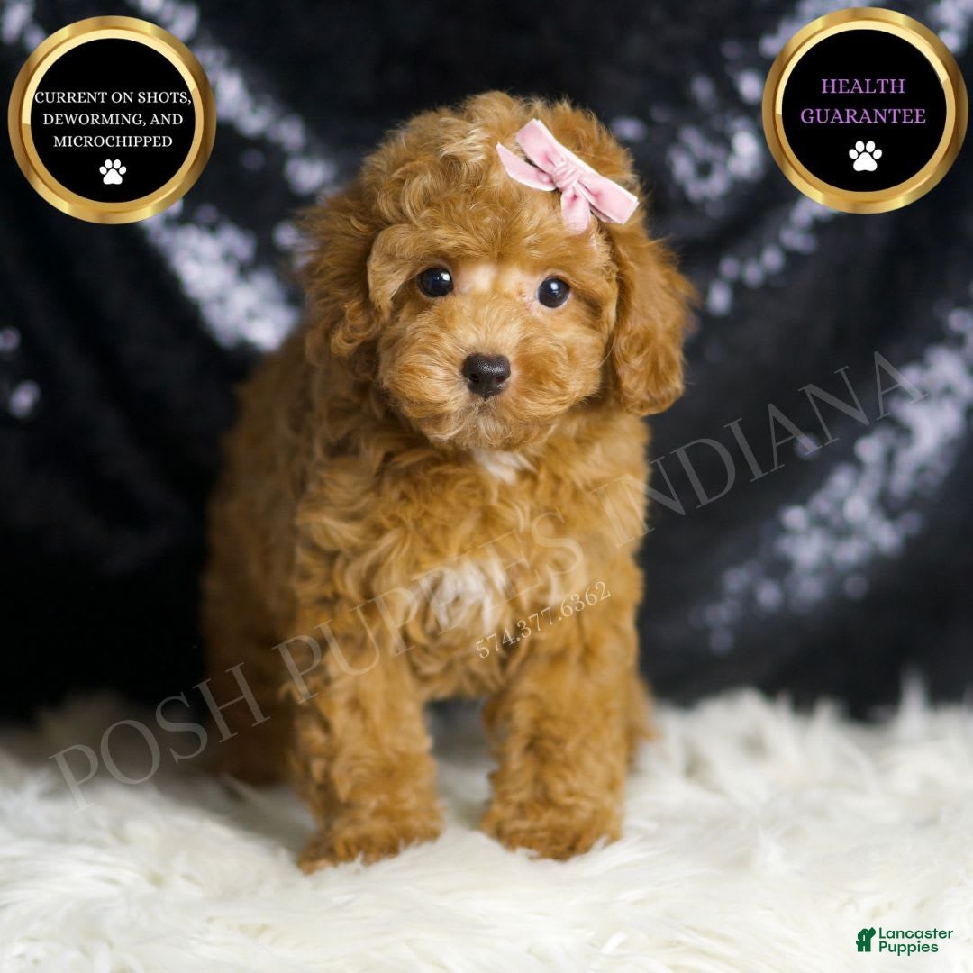 Toy Poodle dogs for sale: Patience - Image 1