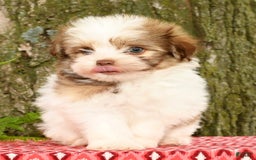 Havanese dogs for sale: Zeke - Image 2