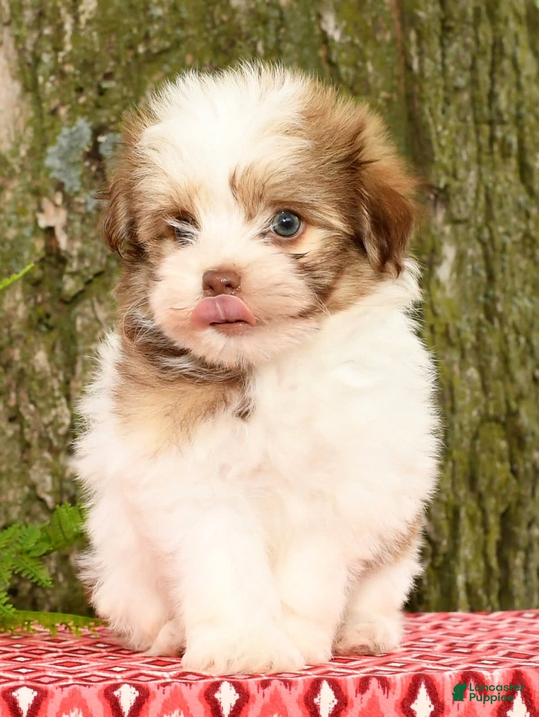 Havanese dogs for sale: Zeke - Image 2