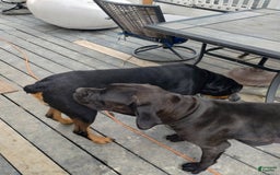 Cane Corso dogs for sale: Dark Green - Image 5