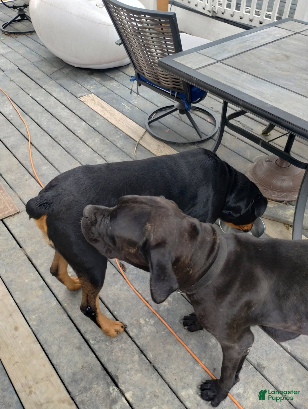 Cane Corso dogs for sale: Dark Green - Image 5