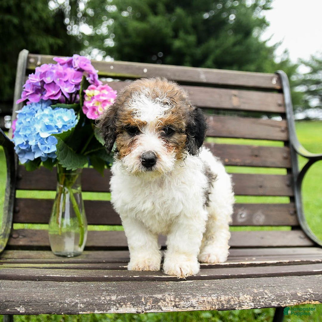 Mini Bernedoodle dogs for sale: Maggie - Image 7