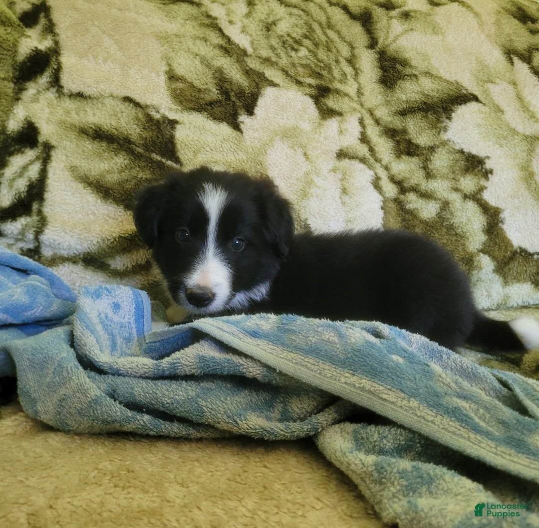 Border Collie dogs for sale: Buddy - Image 1