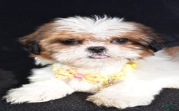 Shih Tzu dogs for sale: Thomas - Image 4