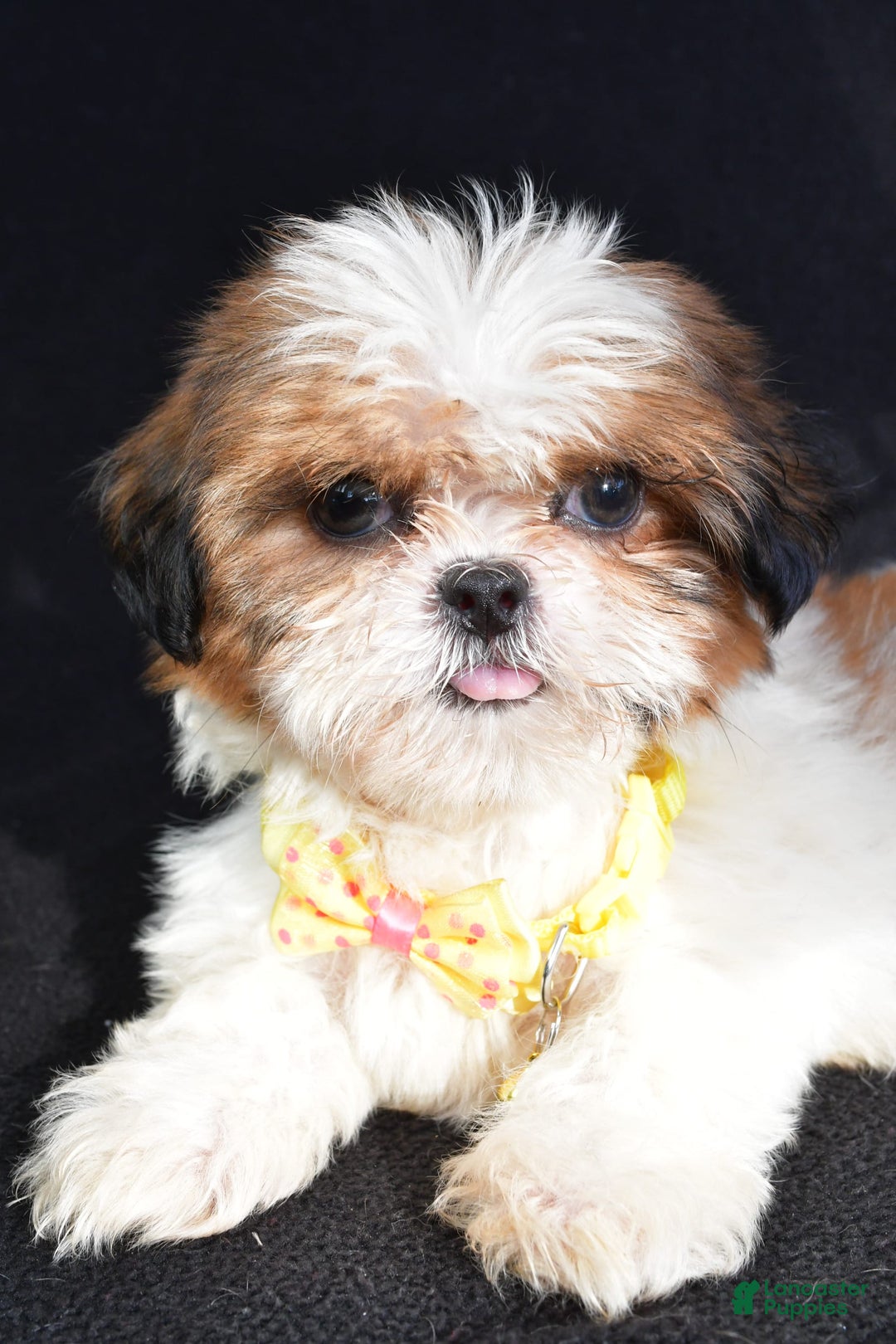 Shih Tzu dogs for sale: Thomas - Image 4