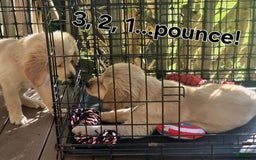 Golden Retriever dogs for sale: Mr. Green 💚 - Image 4