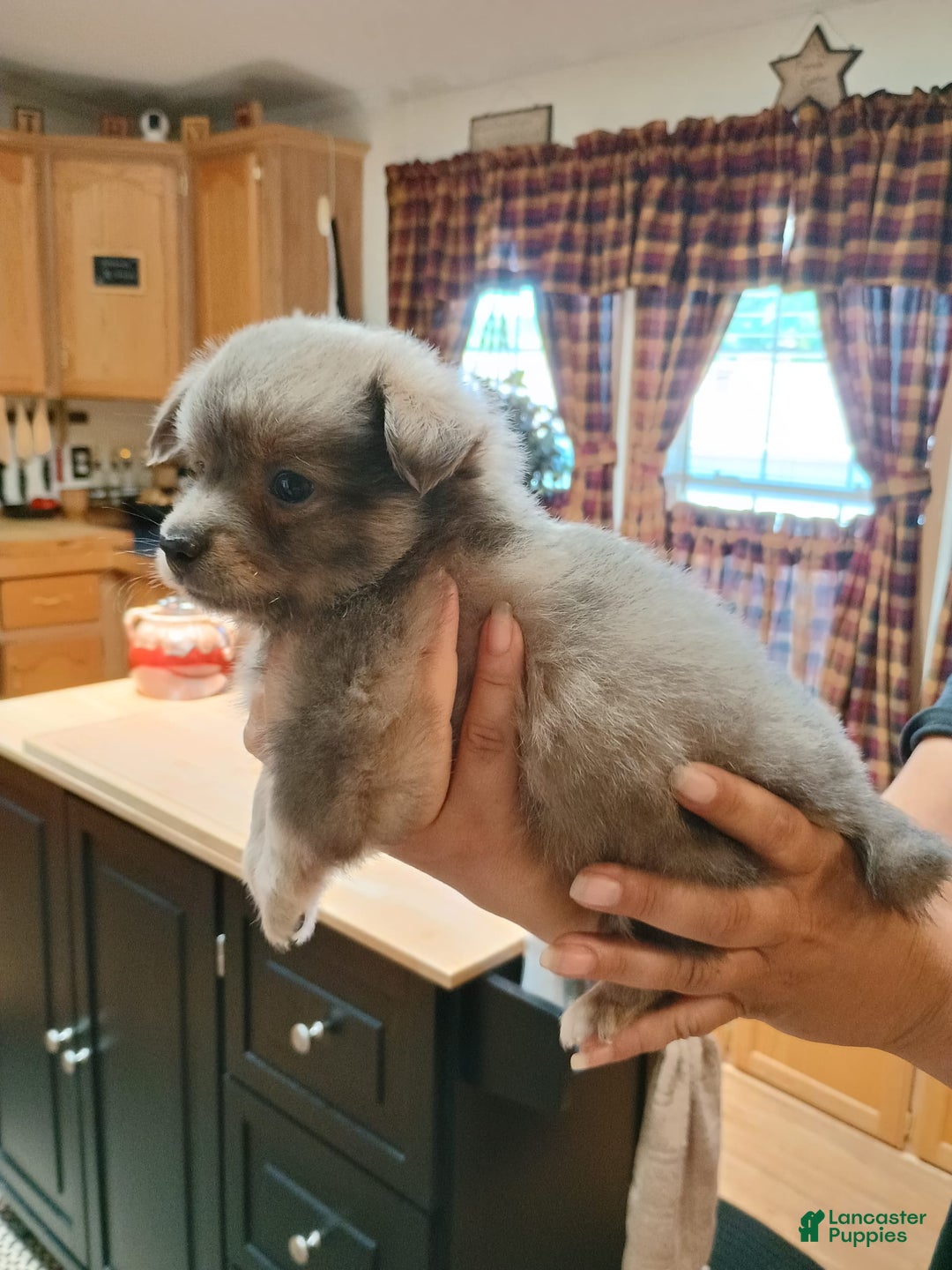 Chihuahua dogs for sale: Nacho Silver Blue - Image 9