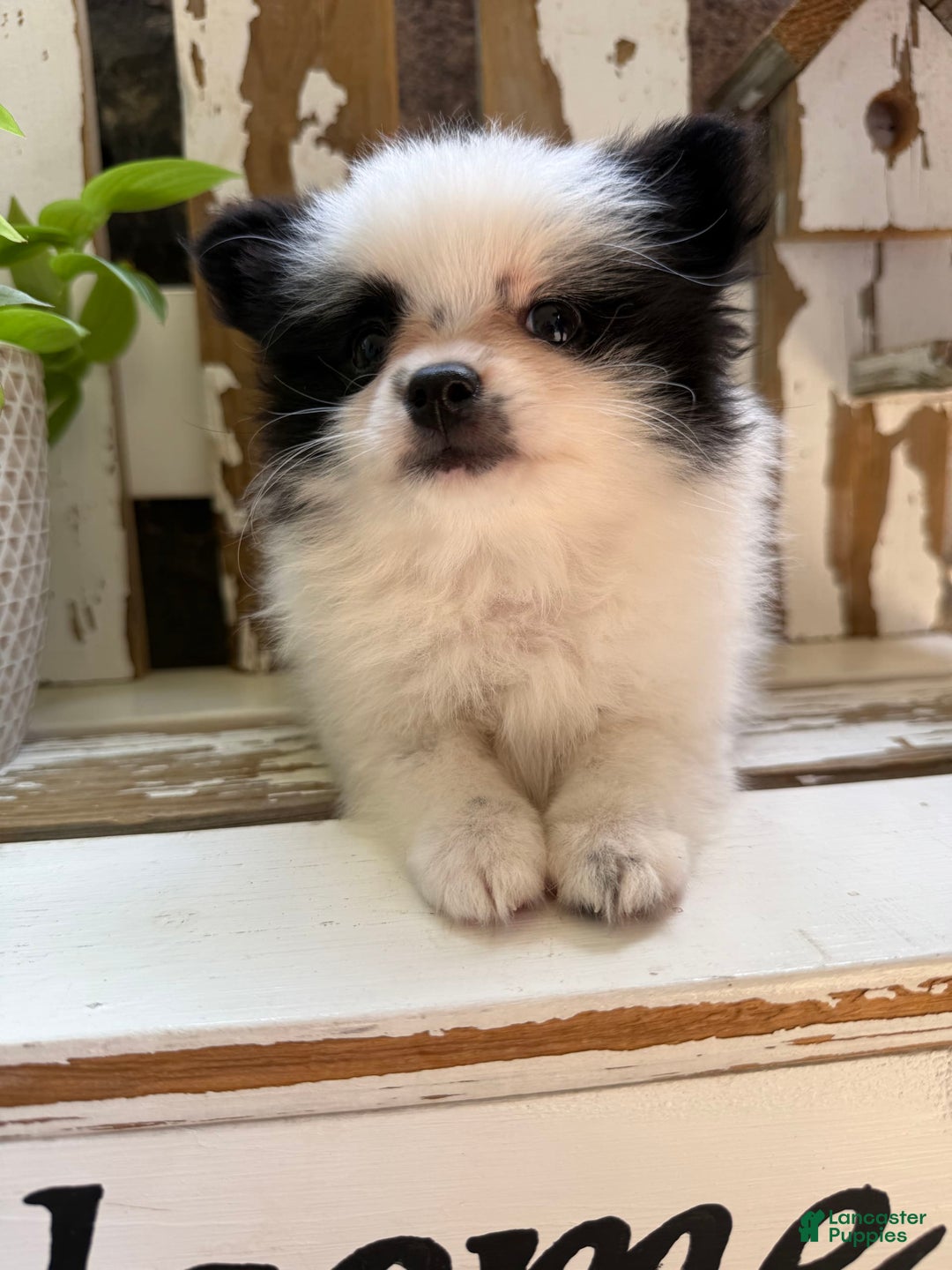 Pomeranian dogs for sale: Bear - Image 7