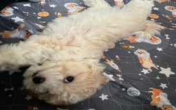 Maltipoo dogs for sale: Cee Cee - Image 2