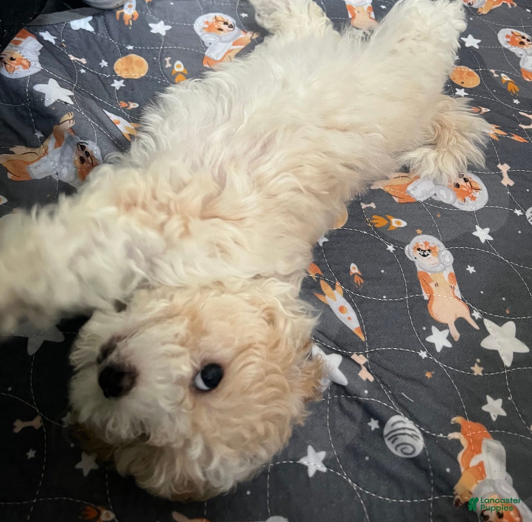Maltipoo dogs for sale: Cee Cee - Image 2