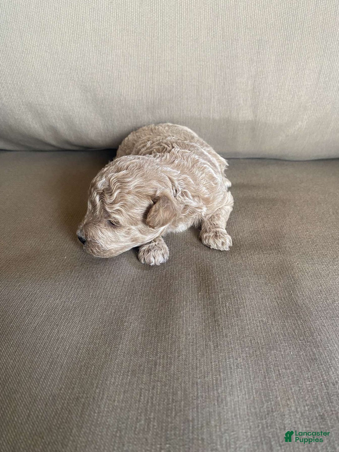 Toy Poodle dogs for sale: Teddy - Image 3