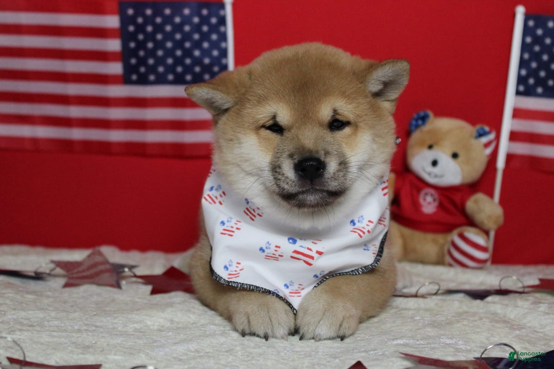 Shiba Inu dogs for sale: Larry - Image 39