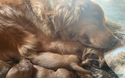 Goldendoodle dogs for sale: Washington - Image 13