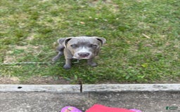 American Pit Bull Terrier dogs for sale: Deuce - Image 2