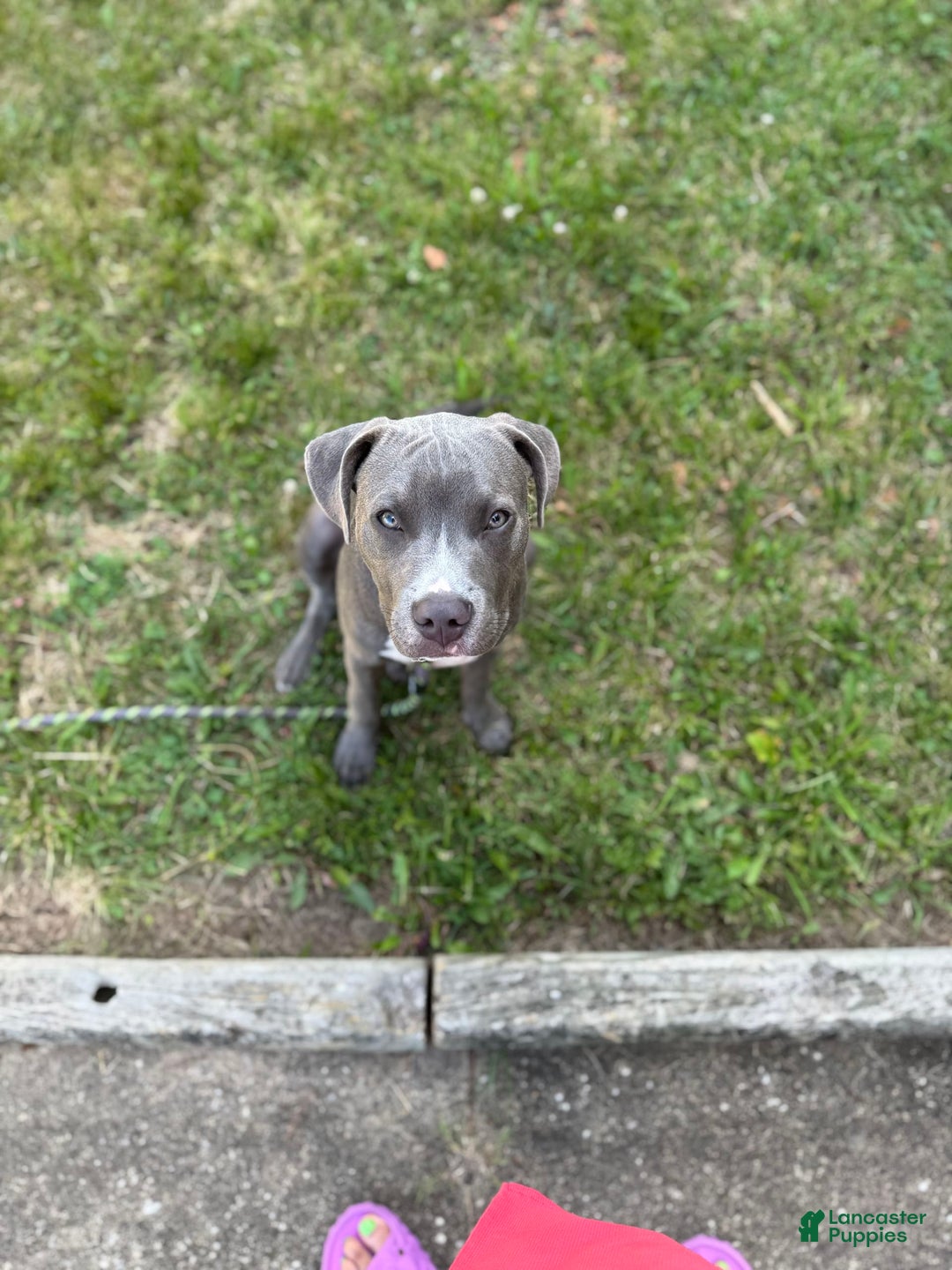 American Pit Bull Terrier dogs for sale: Deuce - Image 2