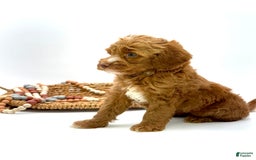 Mini Goldendoodle dogs for sale: Kordel Mini Brown Based - Image 3