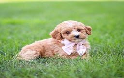 Goldendoodle dogs for sale: Ocean - Image 12