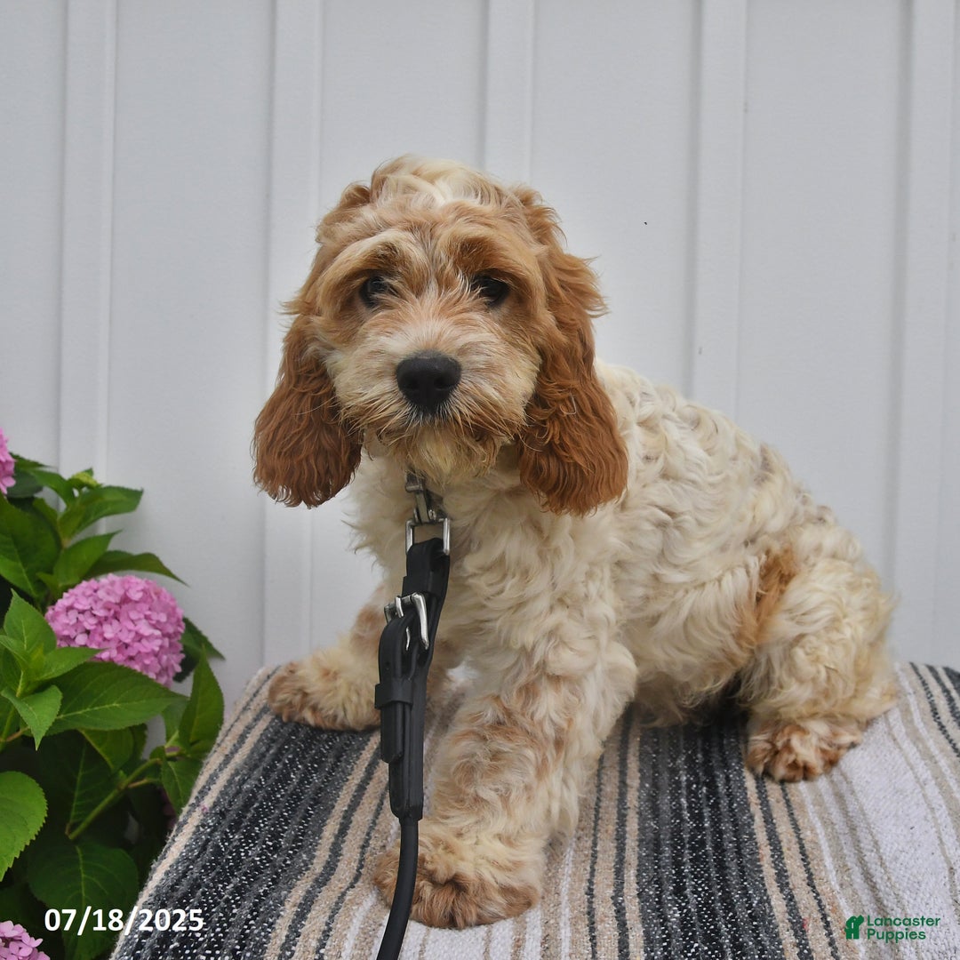 Cockapoo dogs for sale: Fluffy - Image 1