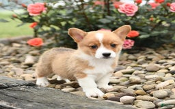 Welsh Corgi Pembroke dogs for sale: Cheeto - Image 4