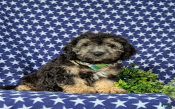Cavapoo dogs for sale: Dunleigh Hypoallergenic - Image 5