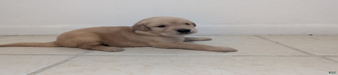 Finn