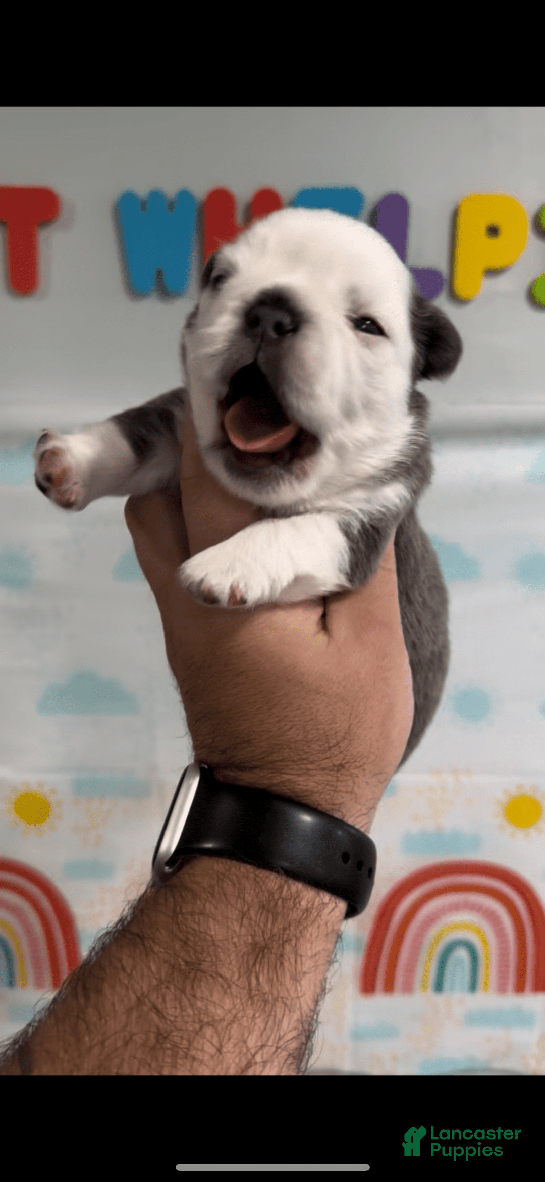 French Bulldog dogs for sale: Fluffy Panda Female - Image 1