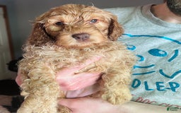 Goldendoodle dogs for sale: Pebbles - Image 1