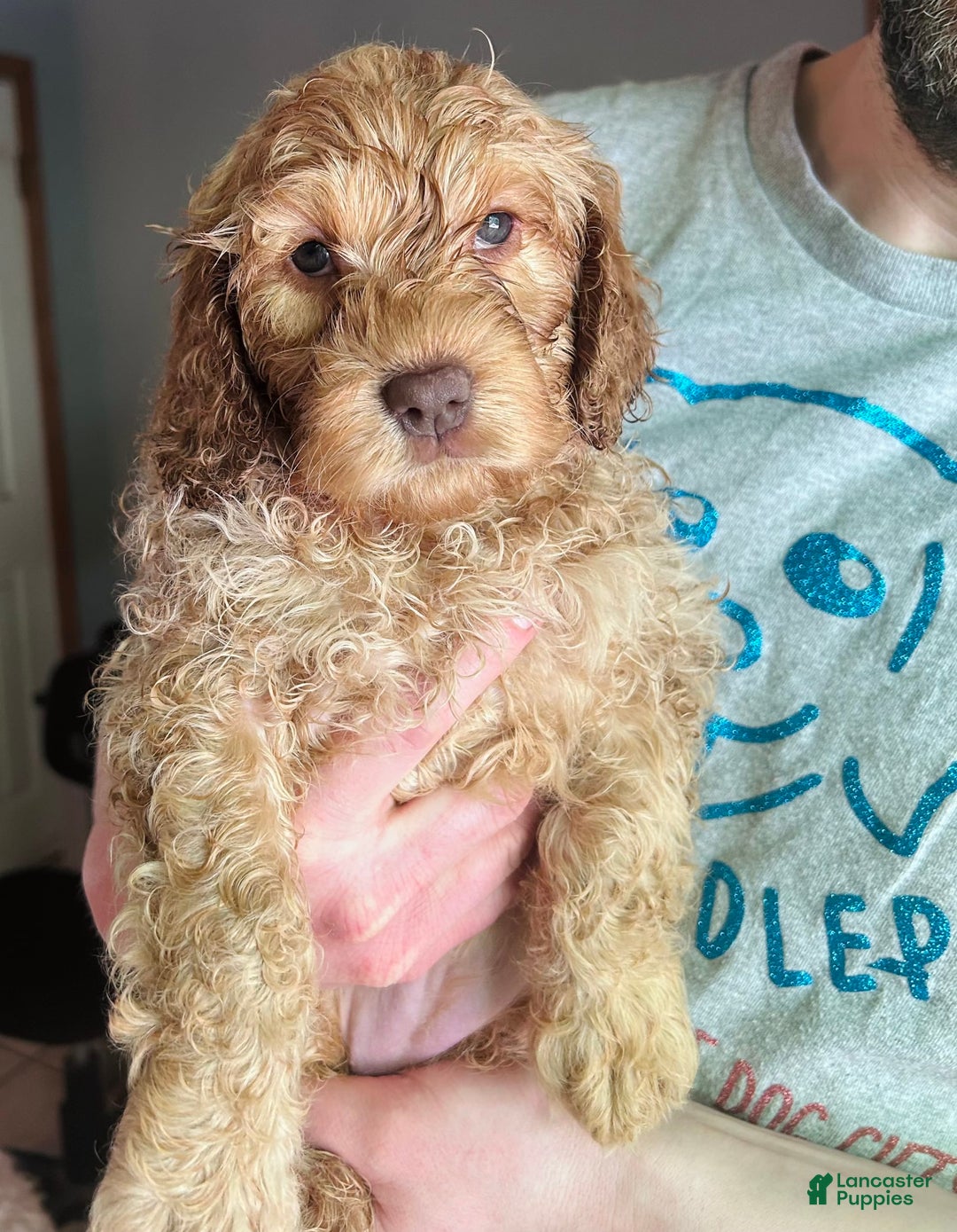 Goldendoodle dogs for sale: Pebbles - Image 1
