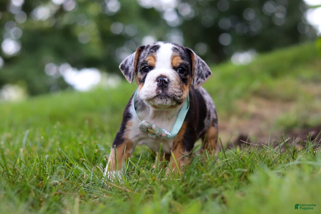 Beabull dogs for sale: Faith - Image 6