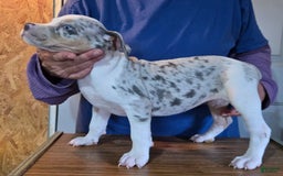 Staffordshire Bull Terrier dogs for sale: Hawks Athena - Image 3