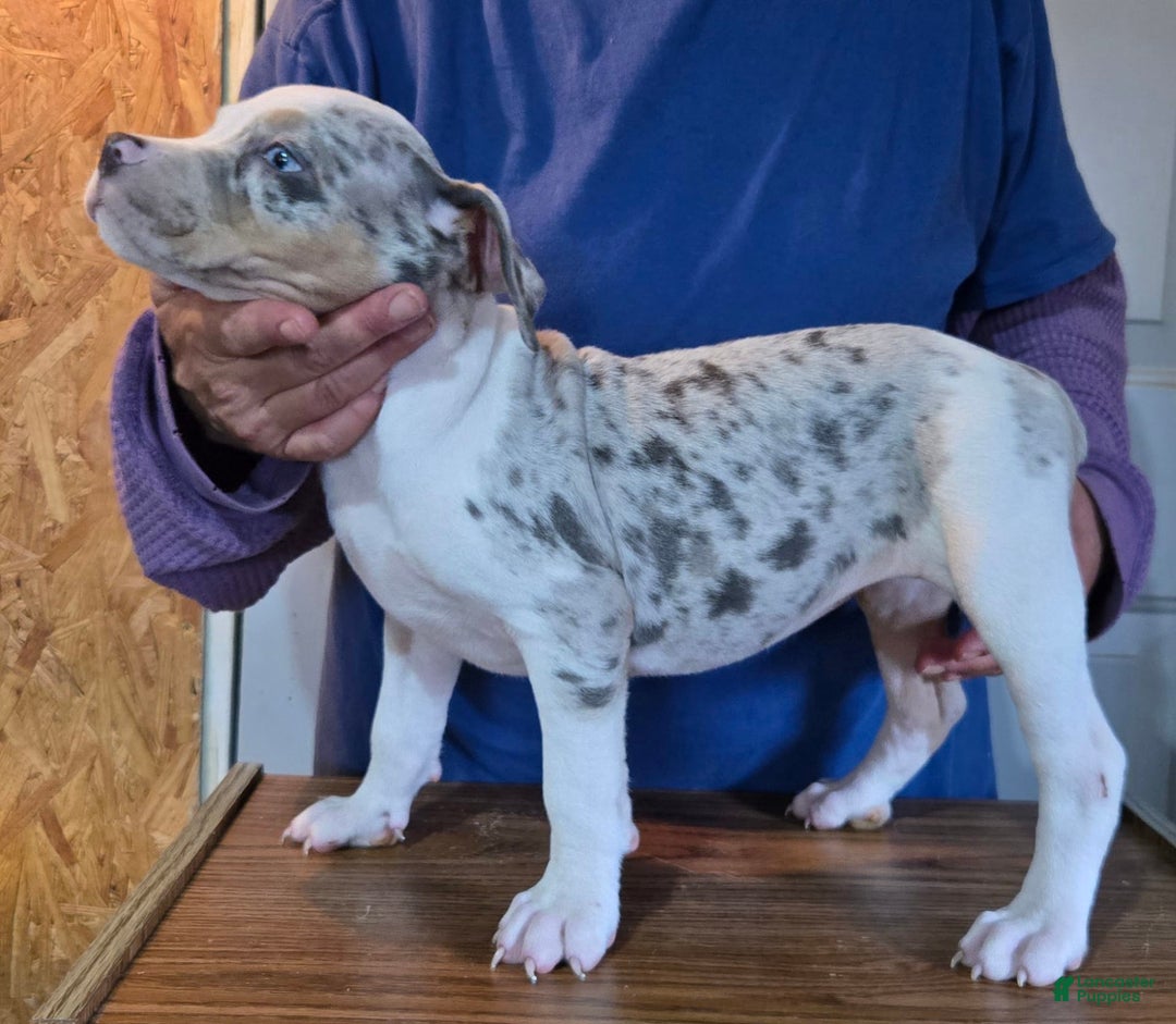 Staffordshire Bull Terrier dogs for sale: Hawks Athena - Image 3
