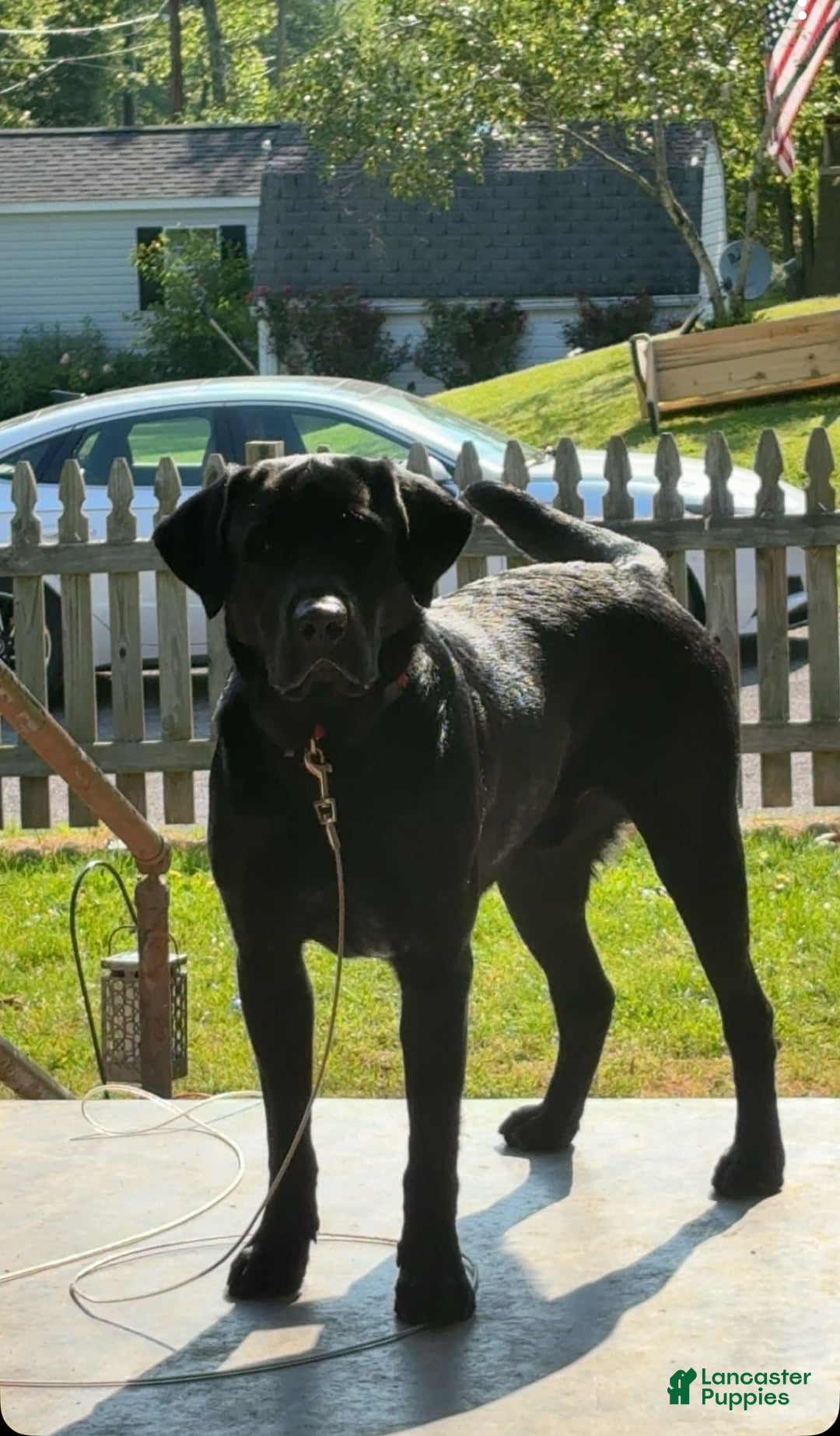 Labrador Retriever dogs for sale: Frannie - Image 8