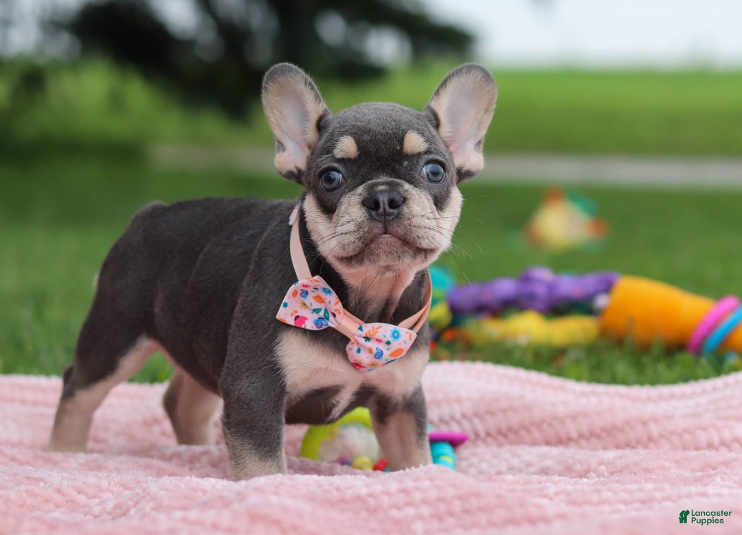 French Bulldog dogs for sale: Demi - Image 1
