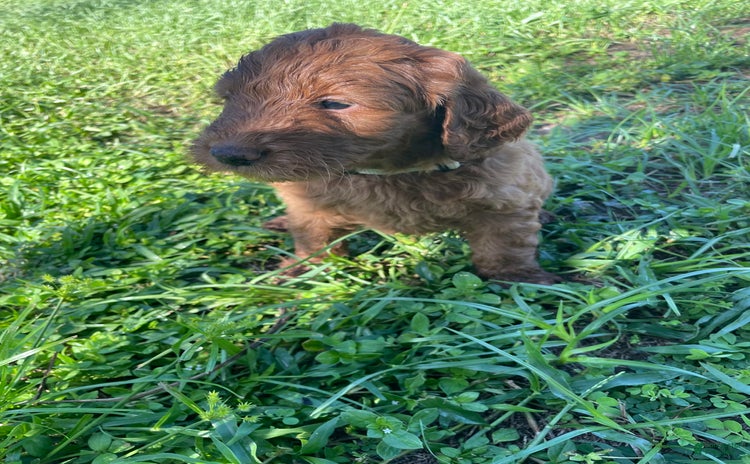 Goldendoodle dogs for sale - Ad 2
