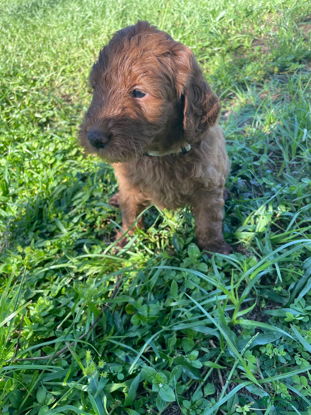 Goldendoodle dogs for sale: Yellow - Image 1