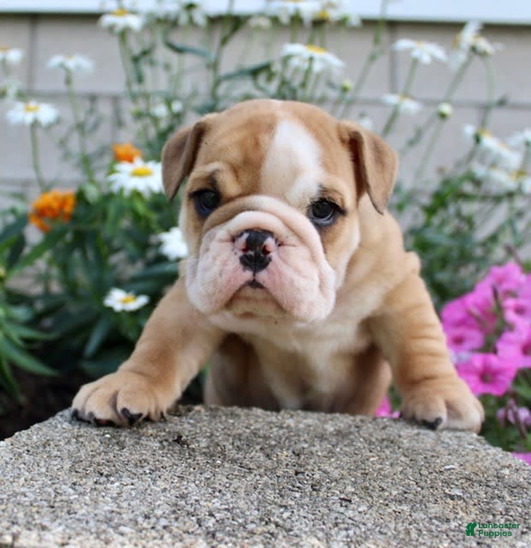 English Bulldog dogs for sale: Wyatt - Image 16