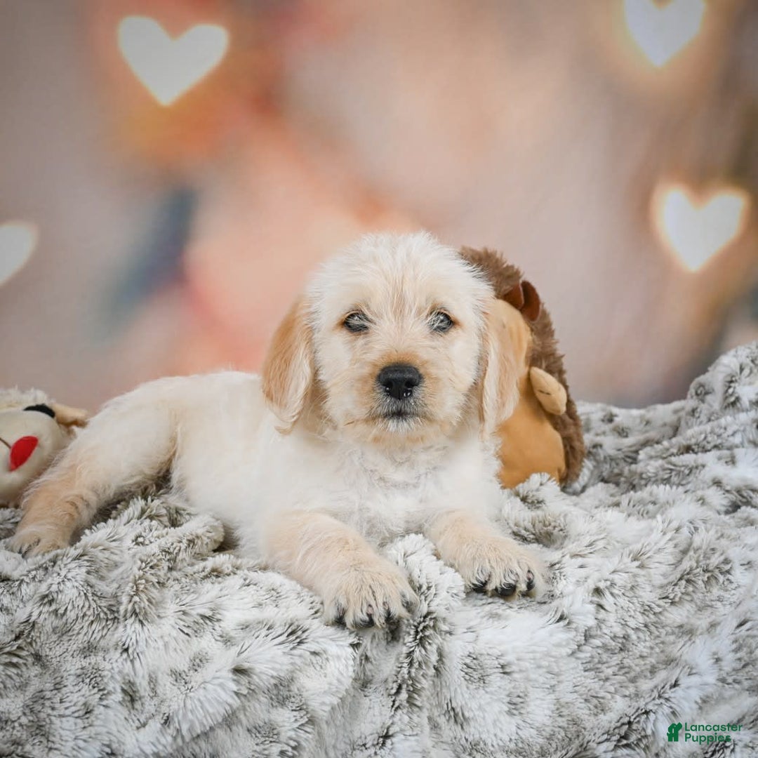 Goldendoodle dogs for sale: Ruby - Image 7