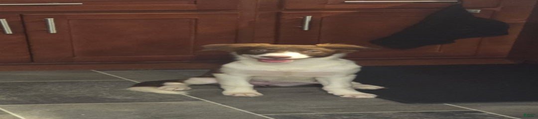 Kiki