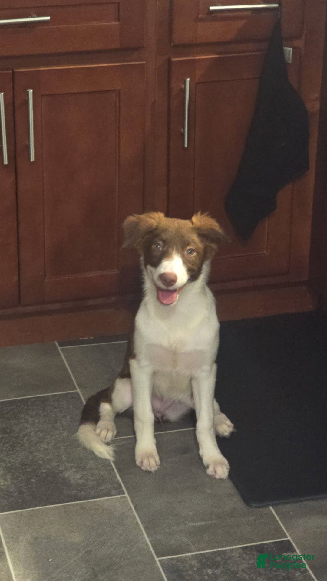 Border Collie dogs for sale: Kiki - Image 1