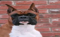 Boxer dogs for sale: Sparky - Image 2