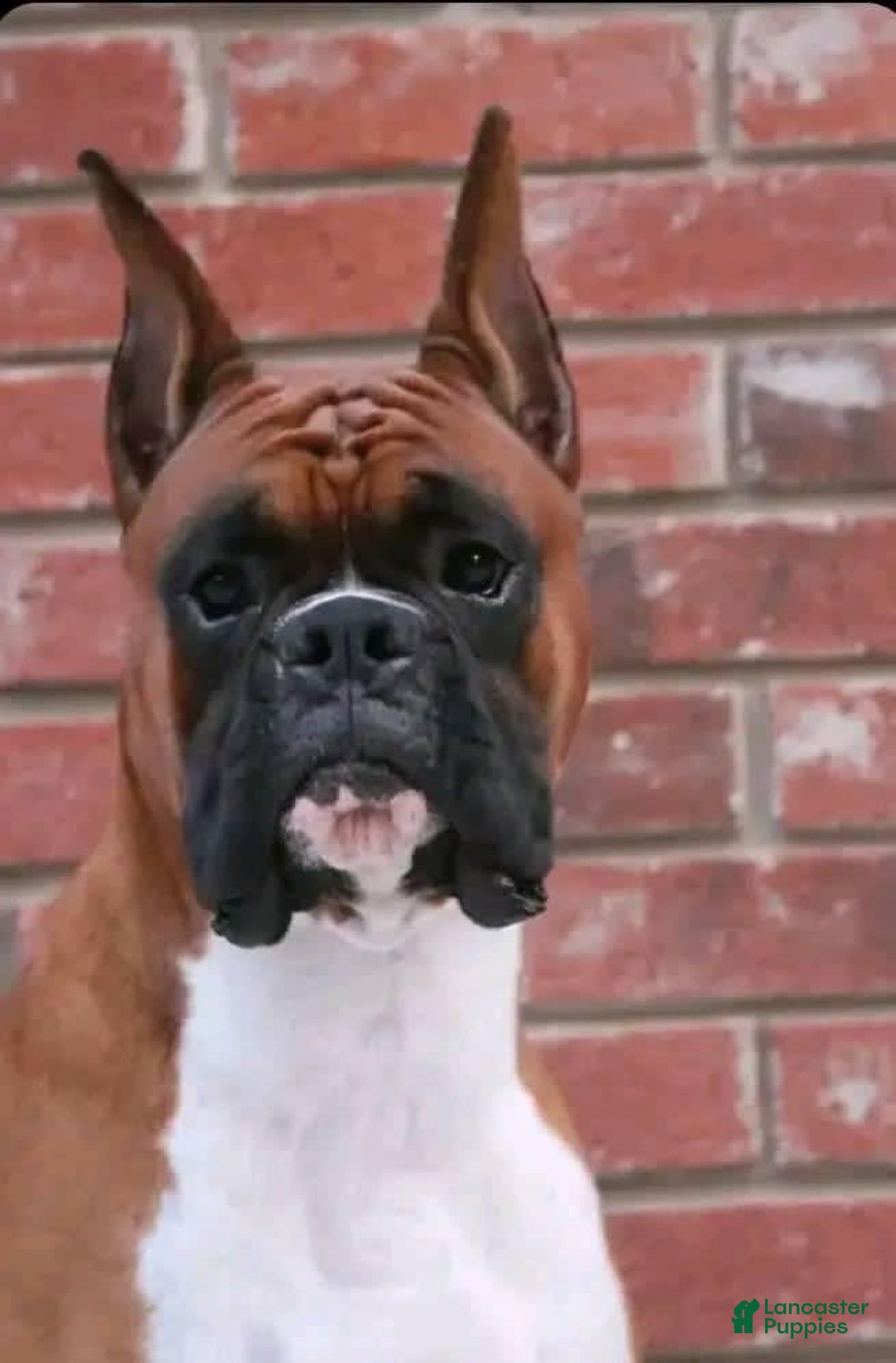 Boxer dogs for sale: Sparky - Image 2